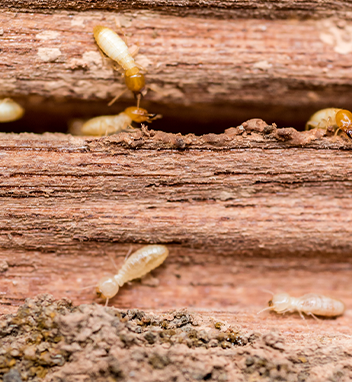 Diagnostic termites dans les communes des Pyrénées-Atlantiques